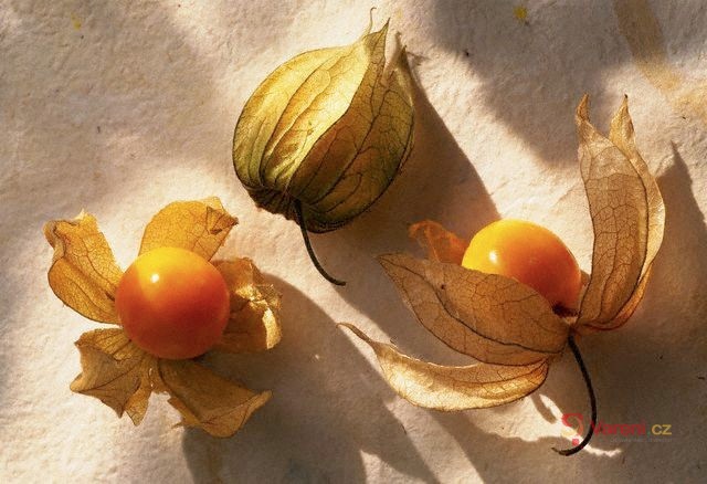 Netradiční ovoce plné vitamínů