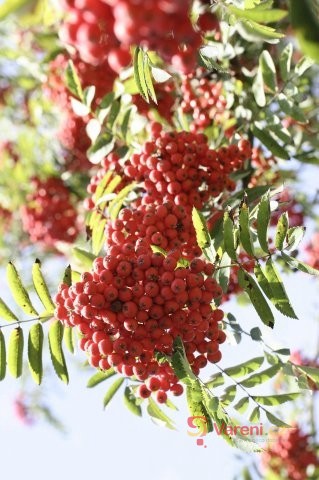 Jeřabiny: Opomíjené ovoce podzimu v marmeládách i kompotech