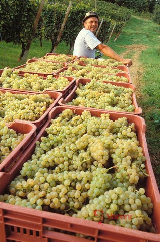 Tradiční vinobraní