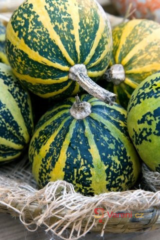 Tykev - zelenina podzimu