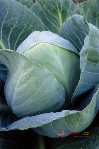 Hlávkové zelí: Pokladnice vitamínů na zimu