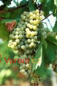 Vinobraní  - burčák