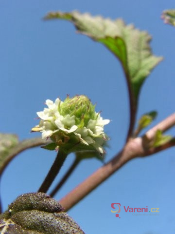 Rostlina zvaná aztécký cukr