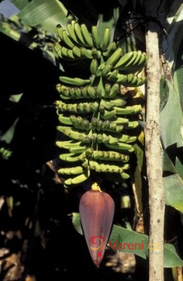 Banán - zdravé mlsání