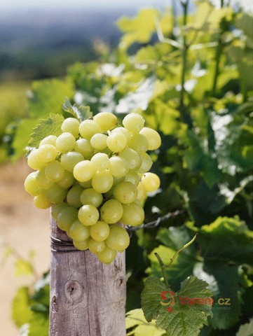 Blahodárné vinné hrozny