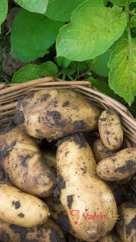 Způsoby pěstování brambor