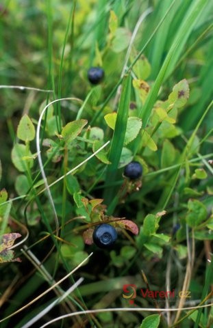 Borůvka černá - nenápadná léčivka s pestrým využitím v kuchyni
