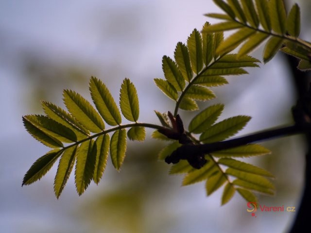 Jeřáb oskeruše (Sorbus domestica)