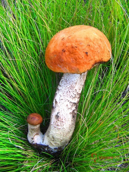 Hurá do lesa na houby