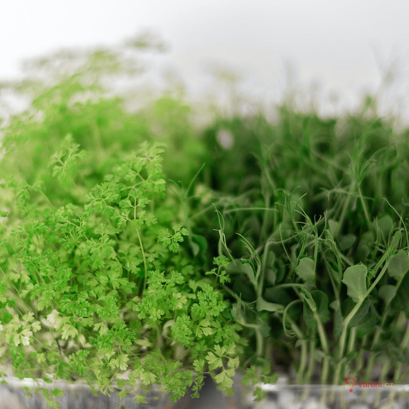 Mikrobylinky jako předzvěst jara: Jak je pěstovat a používat v kuchyni?