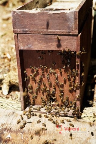 Včelí produkty - mateří kašička