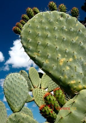 Jedlý kaktus - pichlavá hruška