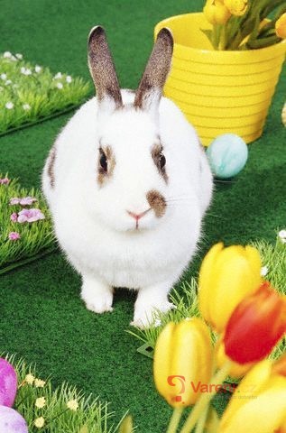 Velikonoce v anglosaských zemích