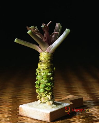 Japonský křen Wasabi