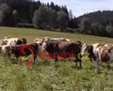 Ano, šéfe! 6. díl druhé série