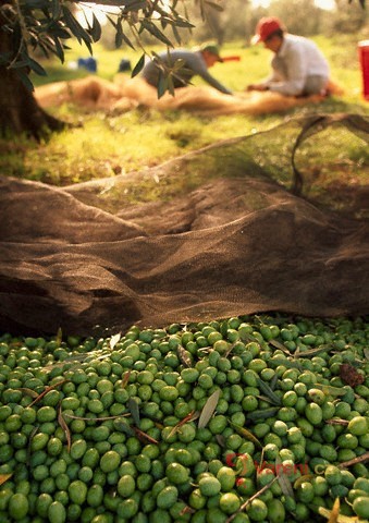 Olivový olej - elixír ze Středomoří 2.díl