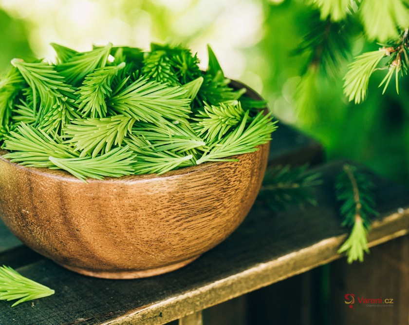 Kvíz: otestujte své znalosti jarních bylinek a vyrazte na jejich sběr do přírody