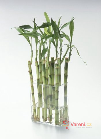Bambusové výhonky