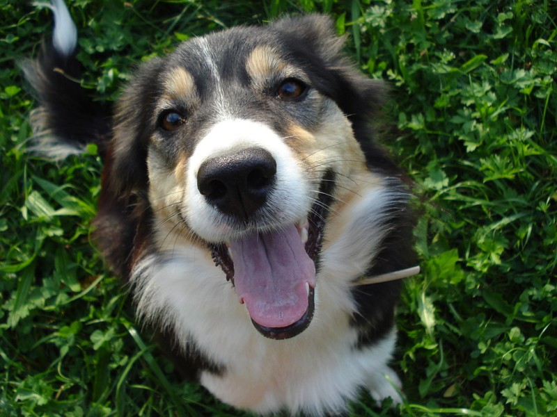 Kuchařka Moje kuchařka-všechno