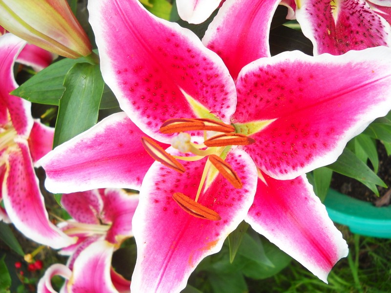 Zavařování, chlebíčky,  pomazánky