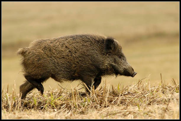 Kuchařka Kuchařka pro chlapy