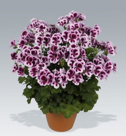 Kuchařka Babička Maruška