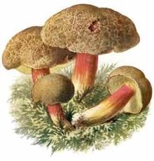 Polévky