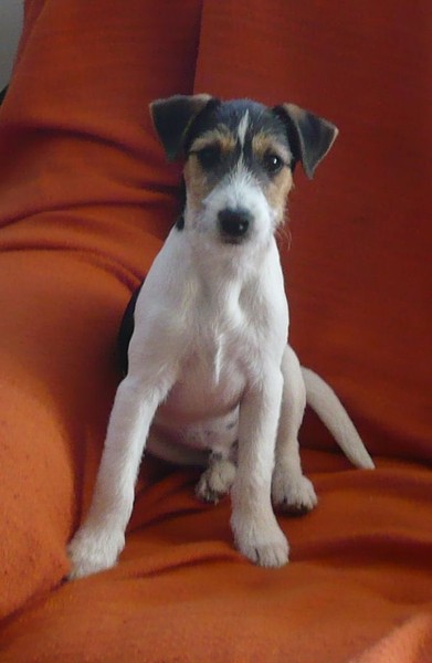 Kuchařka Flynnovy recepty