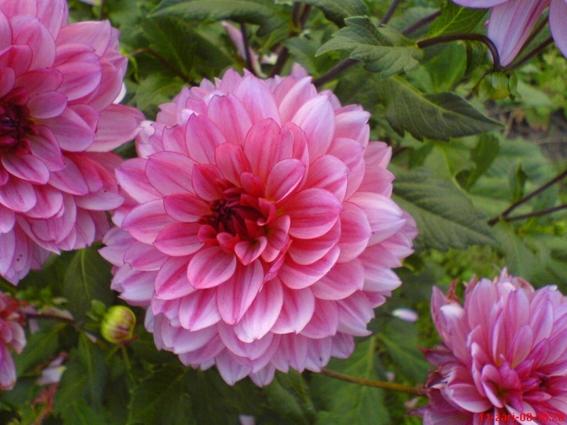 Kuchařka Polévky a předkrmy