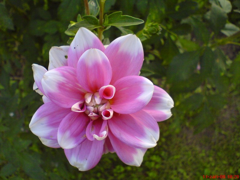 Kuchařka Dezerty a moučníky