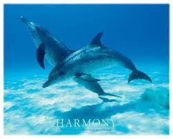 Kuchařka Vegetariánská kuchařka