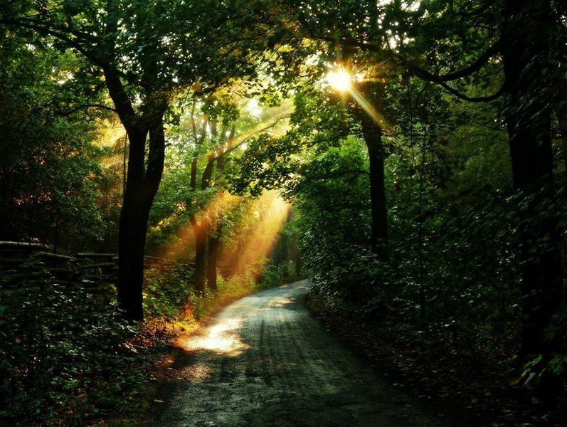 Kuchařka Poldova - Maso + vepřové koleno 1