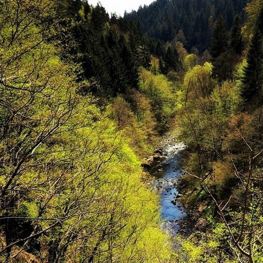 Kuchařka Poldova - Pokrmy z hub