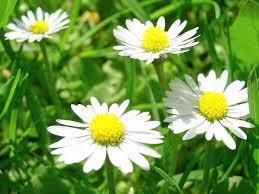 Kuchařka "Kuchařka: Lahodné recepty - Špaldový beránek, Cheesecake, Koprová omáčka"