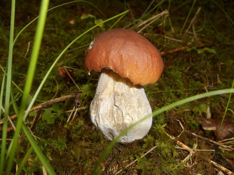 Kuchařka Zikule-kuchařka