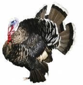 Kuchařka Krůtí maso