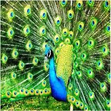 Kuchařka kopanická kuchařka