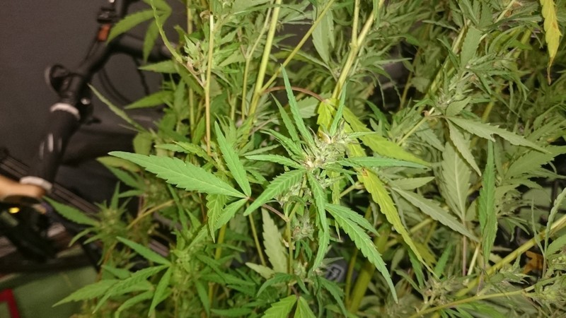 Kuchařka Tomíkovo vaření