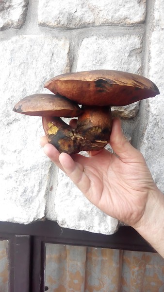 Kuchařka Šumavanda