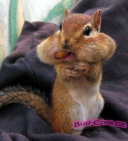 Kuchařka Kuchařka by me and my family