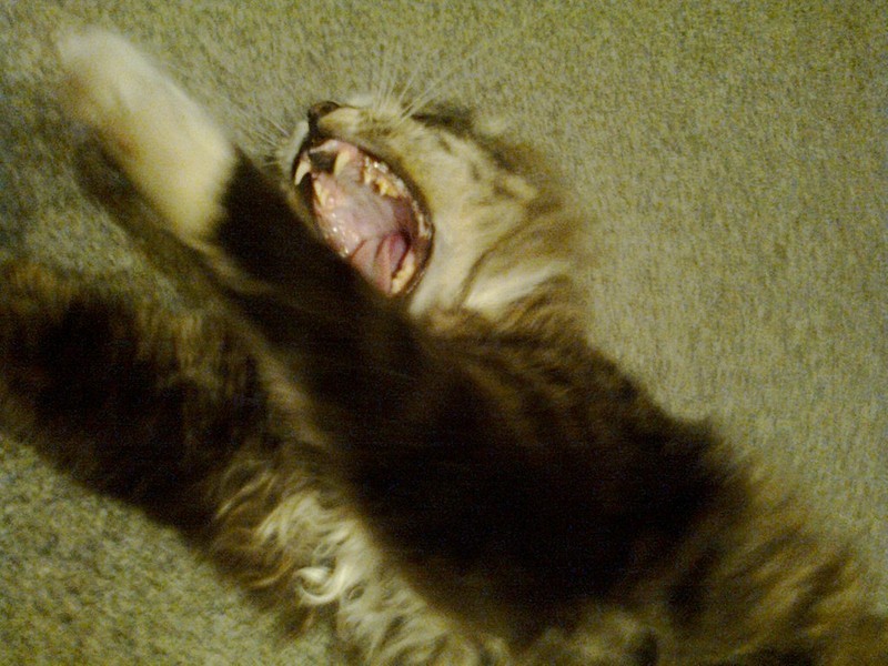 Kuchařka Co dobrého do tlamičky