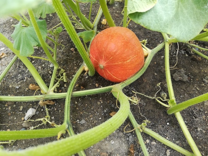 Kuchařka Zeleninová kuchařka - polévky, pomazánky,