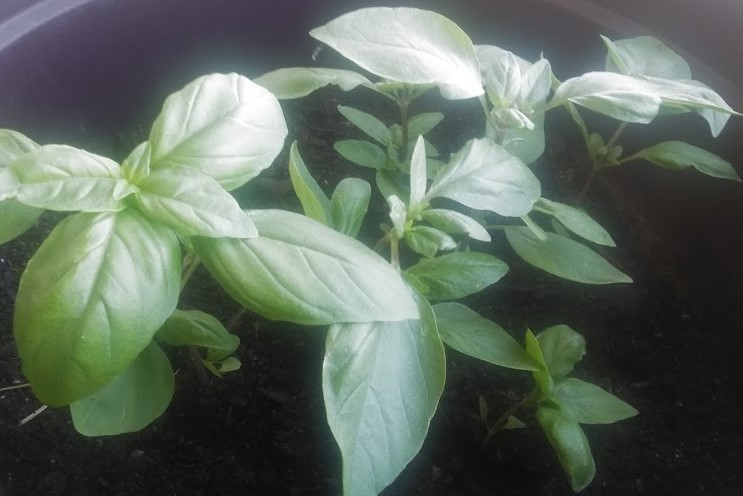 Kuchařka bylinky čerstvé : bazalka, petrželka, pažitka a další