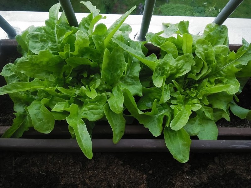 Kuchařka salát hlávkový, ledový, baby římský, rukola a další druhy salátů