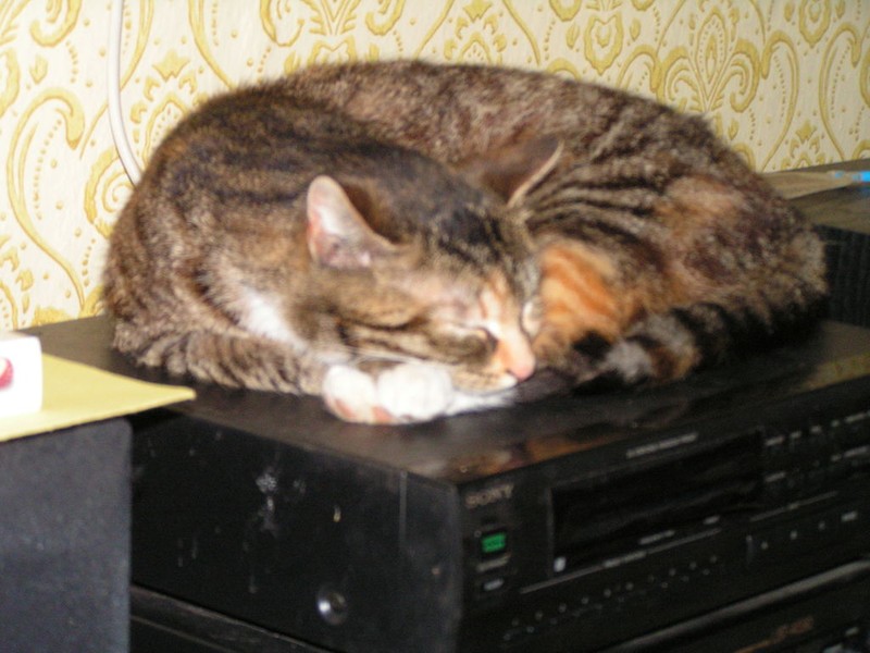 Kuchařka Moje šéfova kuchařka