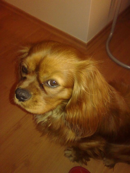 Kuchařka Blaniččina kuchařka