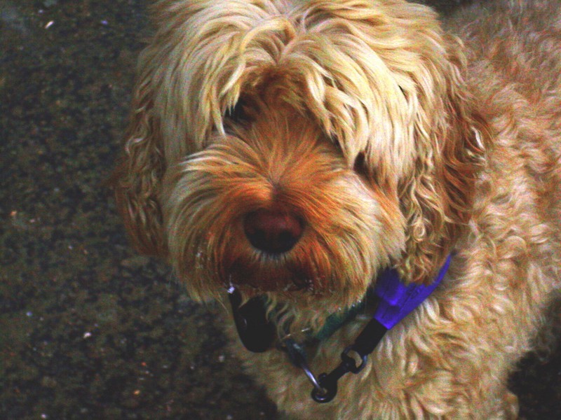 Kuchařka rikinčina kuchařka