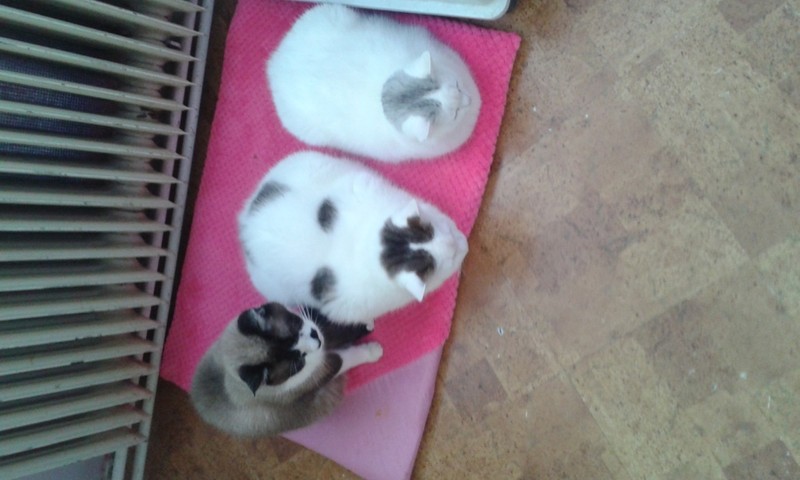 speciality Moje kuchařka