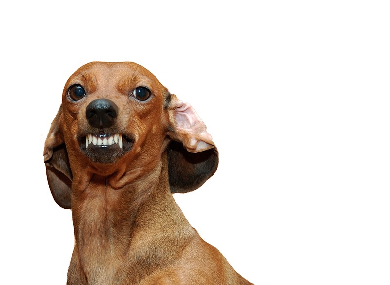 Kuchařka Psí pochoutky