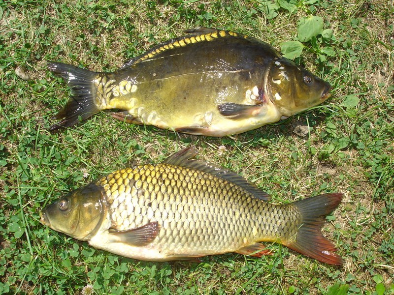 Kuchařka Gulášové lahůdky: Tradiční a moderní recepty